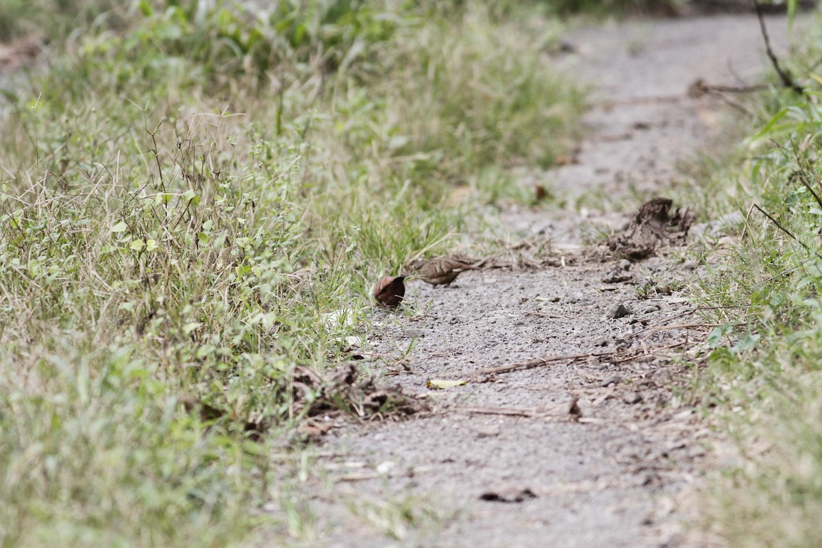 Ruddy Ground Dove - ML623583542