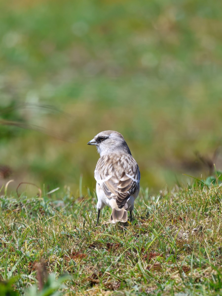 White-rumped Snowfinch - ML623583571