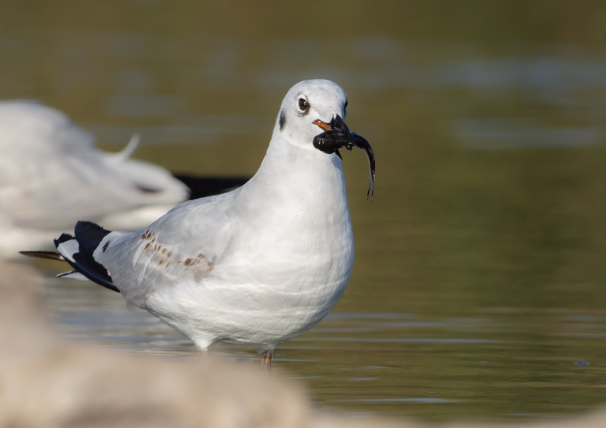 Andean Gull - ML623583648