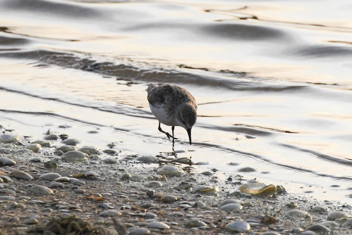 Red-necked Stint - ML623583685