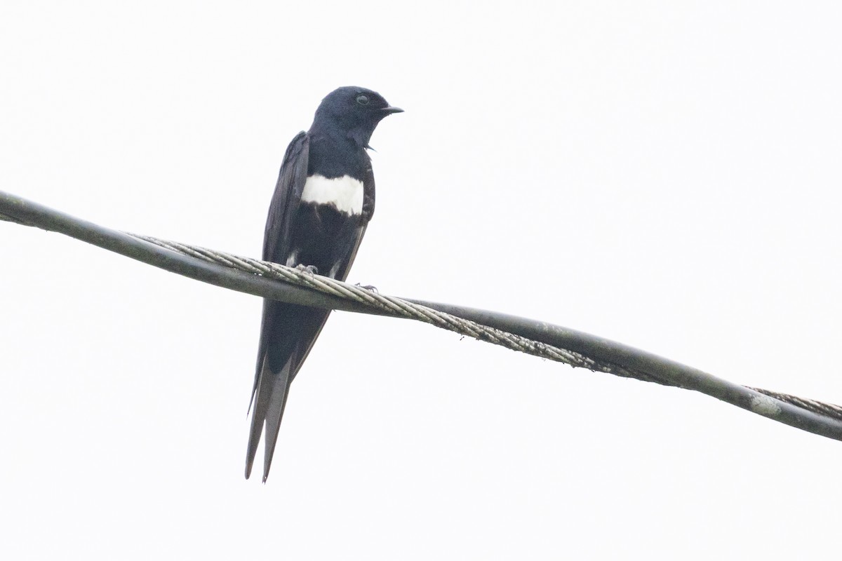 White-banded Swallow - ML623583686