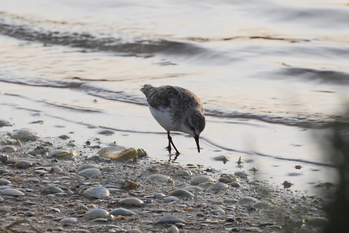 Red-necked Stint - ML623583691