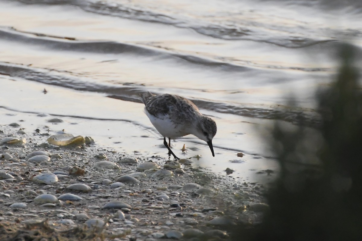 Red-necked Stint - ML623583700