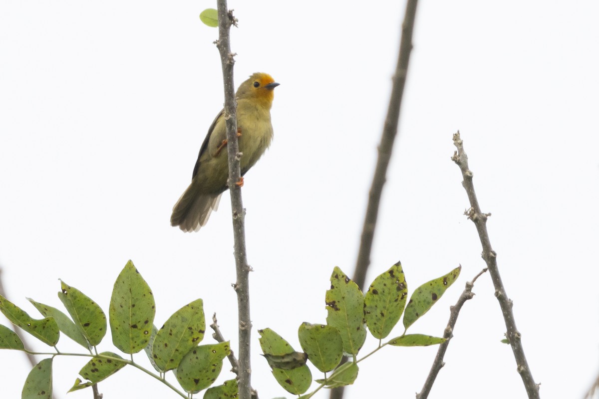 Orange-fronted Plushcrown - ML623583705