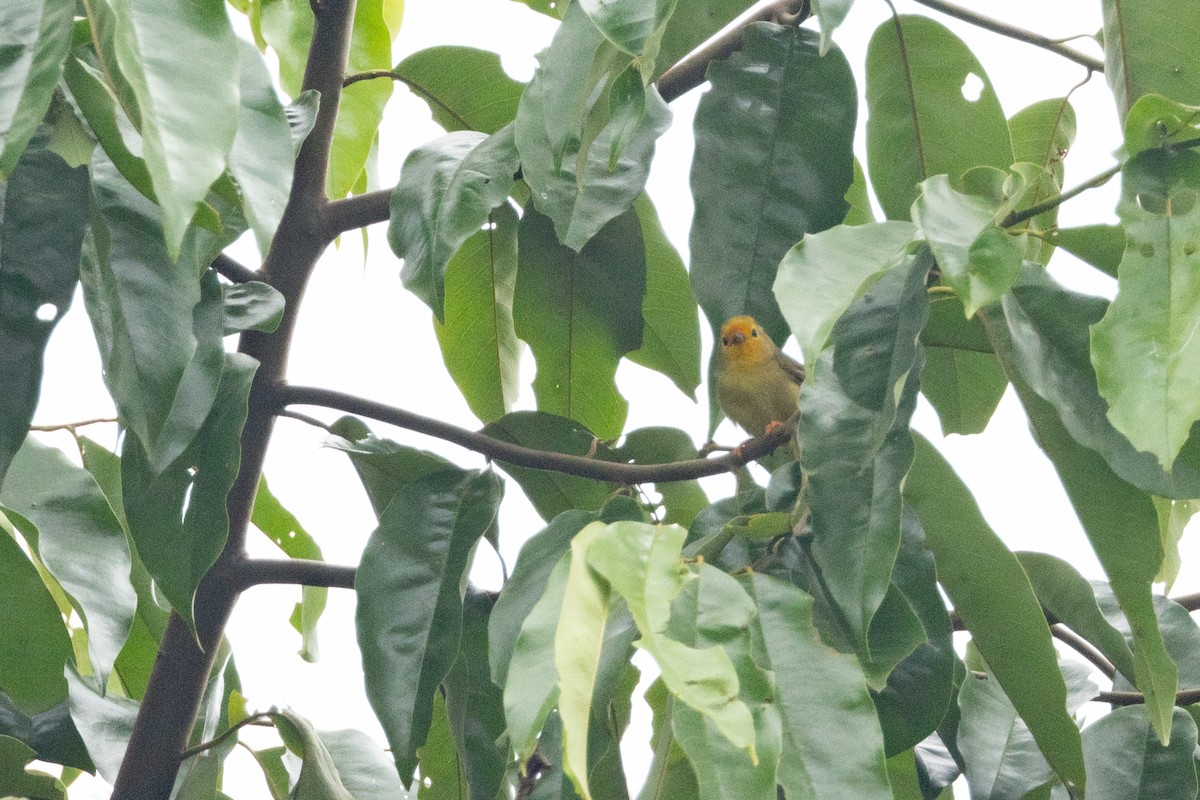 Orange-fronted Plushcrown - ML623583706