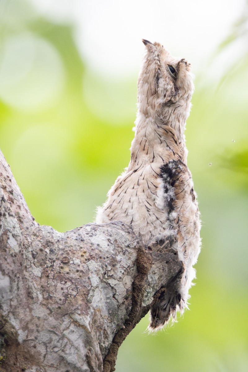 Common Potoo - ML623583725