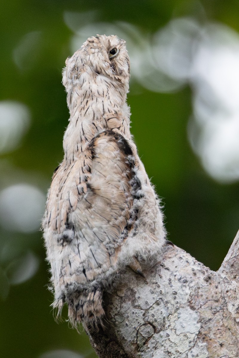 Common Potoo - Brendan Fogarty