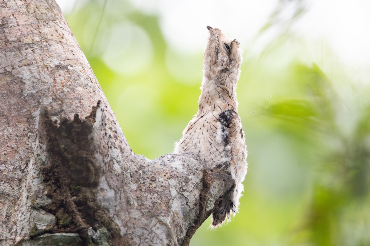 Common Potoo - ML623583727