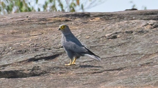 Gray Kestrel - ML623583774