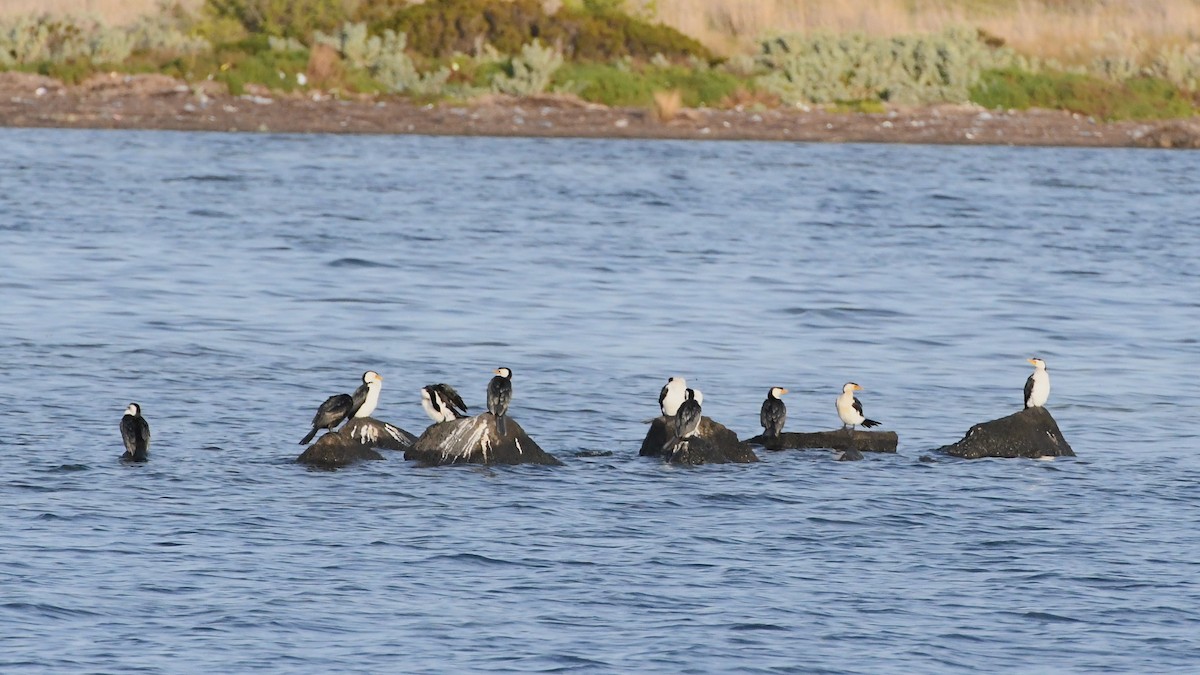 Little Pied Cormorant - ML623583777