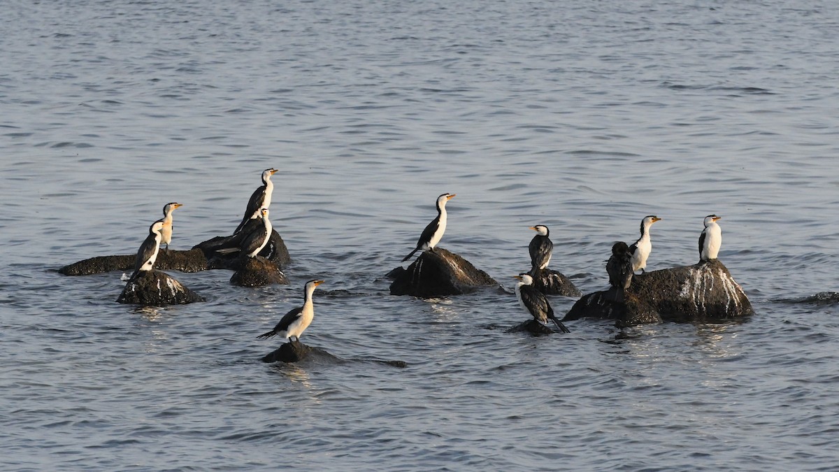 Little Pied Cormorant - ML623583795