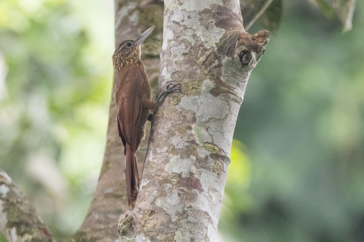 Buff-throated Woodcreeper - ML623583797