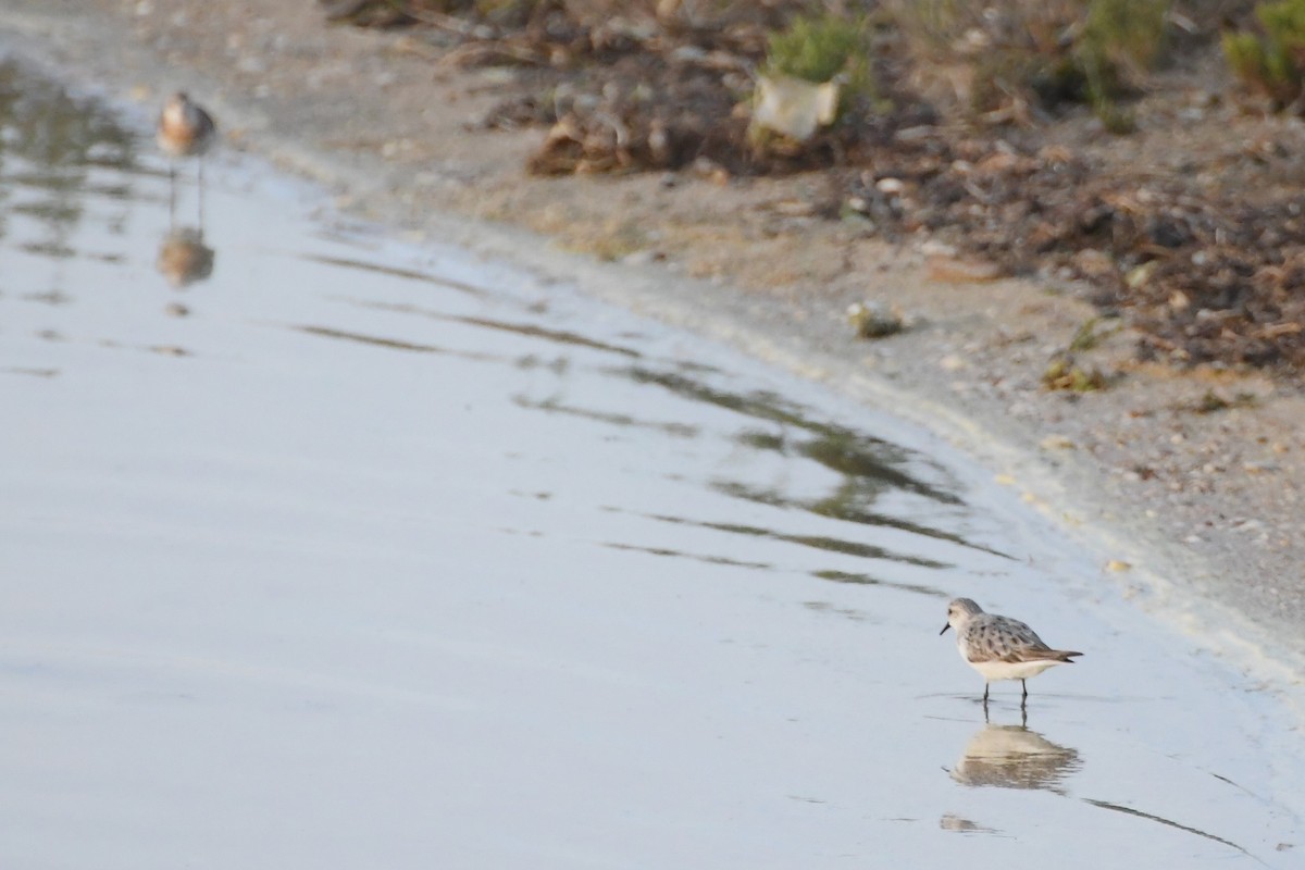 Red-necked Stint - ML623583802