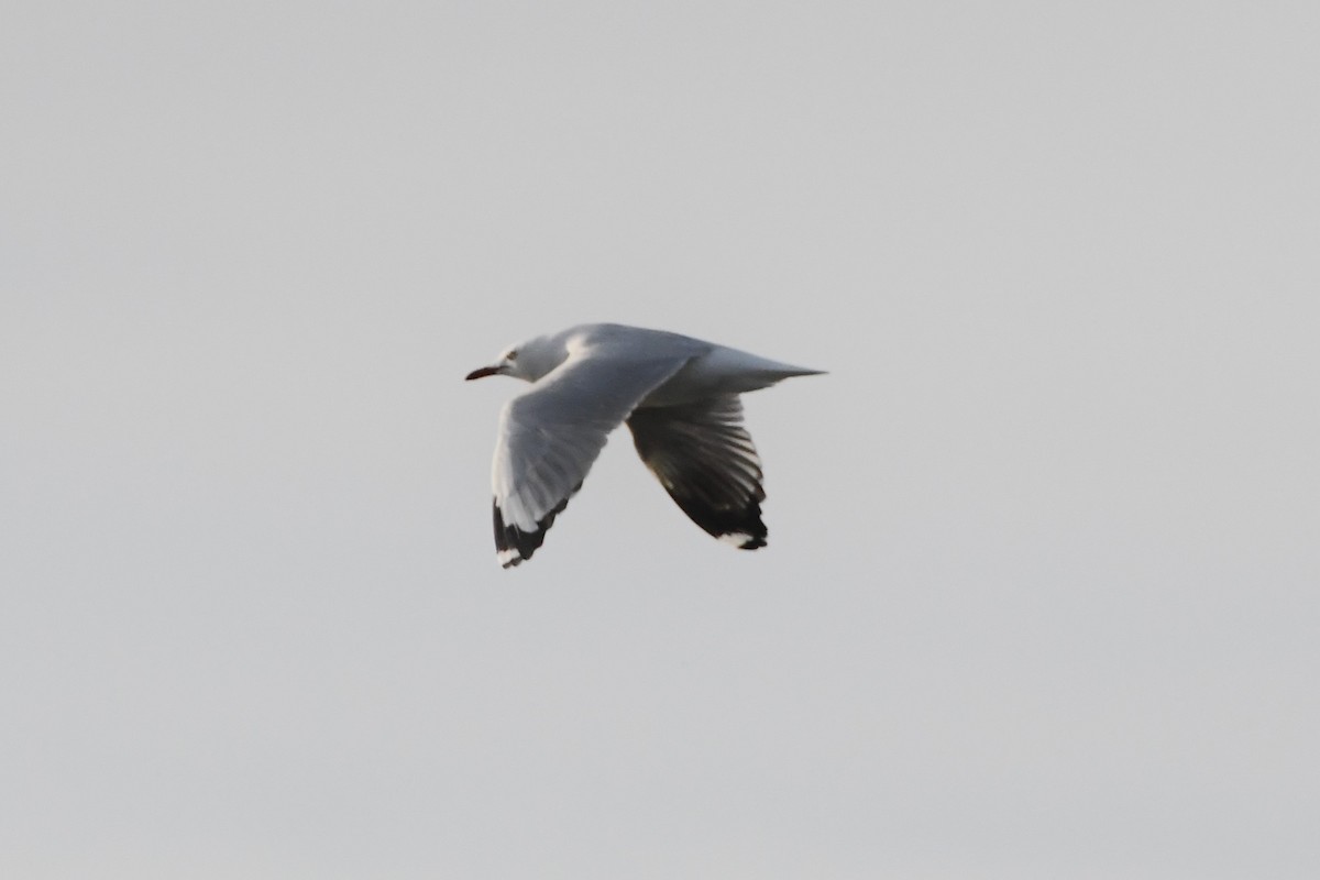 Silver Gull - ML623583812