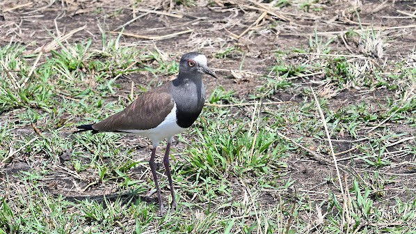 Black-winged Lapwing - ML623583873