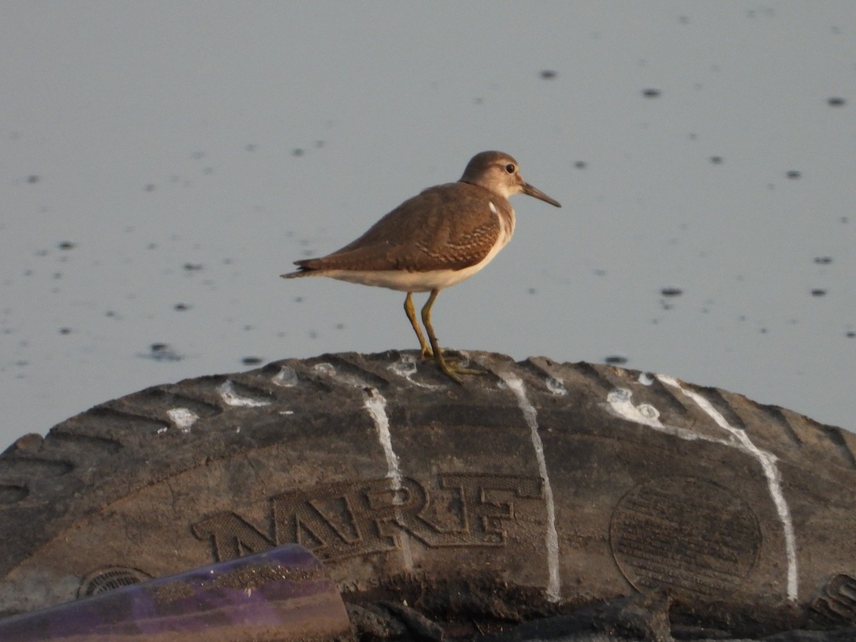 Common Sandpiper - ML623583912