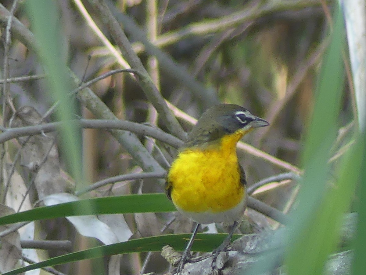 Yellow-breasted Chat - ML623583963