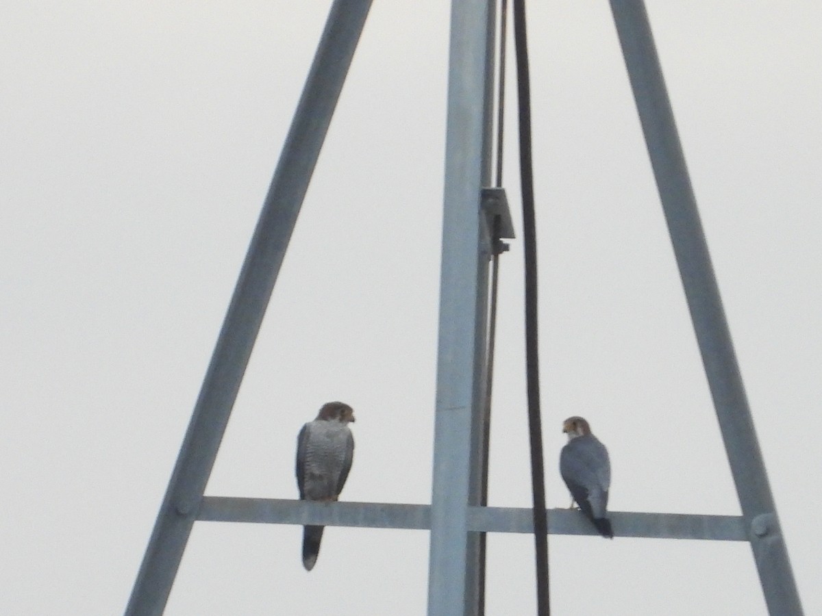 Red-necked Falcon - ML623583970