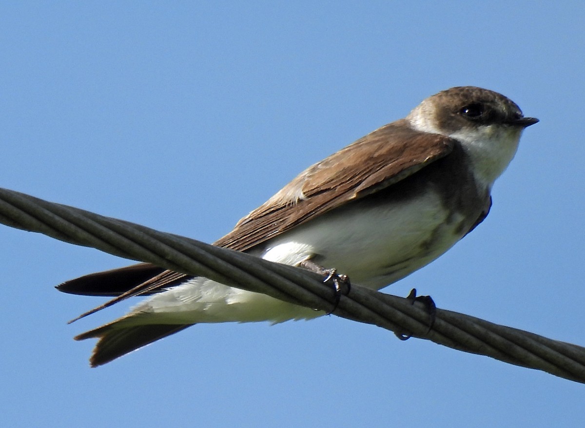 Bank Swallow - ML623583972