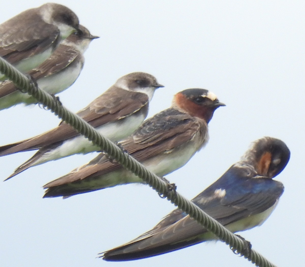 Cliff Swallow - ML623583980