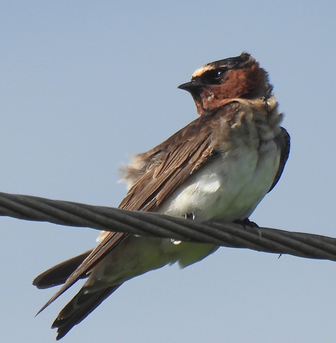 Cliff Swallow - ML623583981