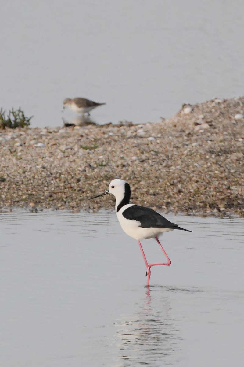 Pied Stilt - ML623583992