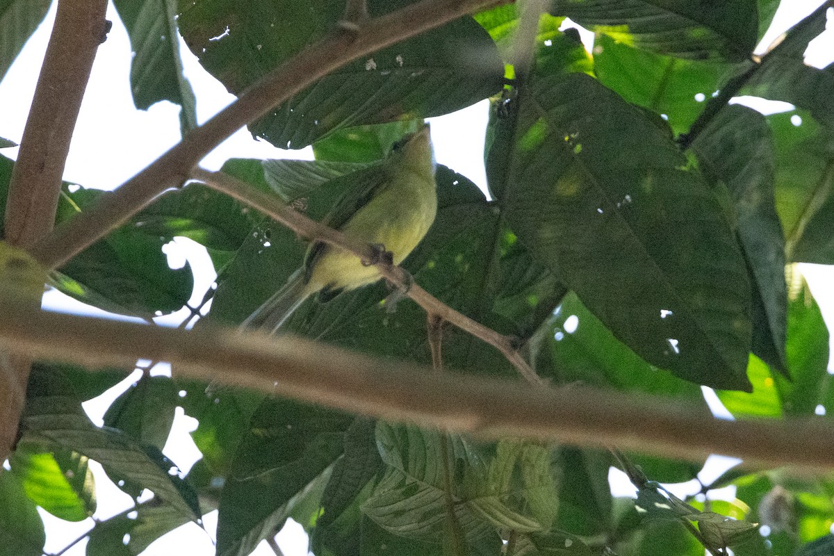 Olive-faced Flatbill - ML623583998