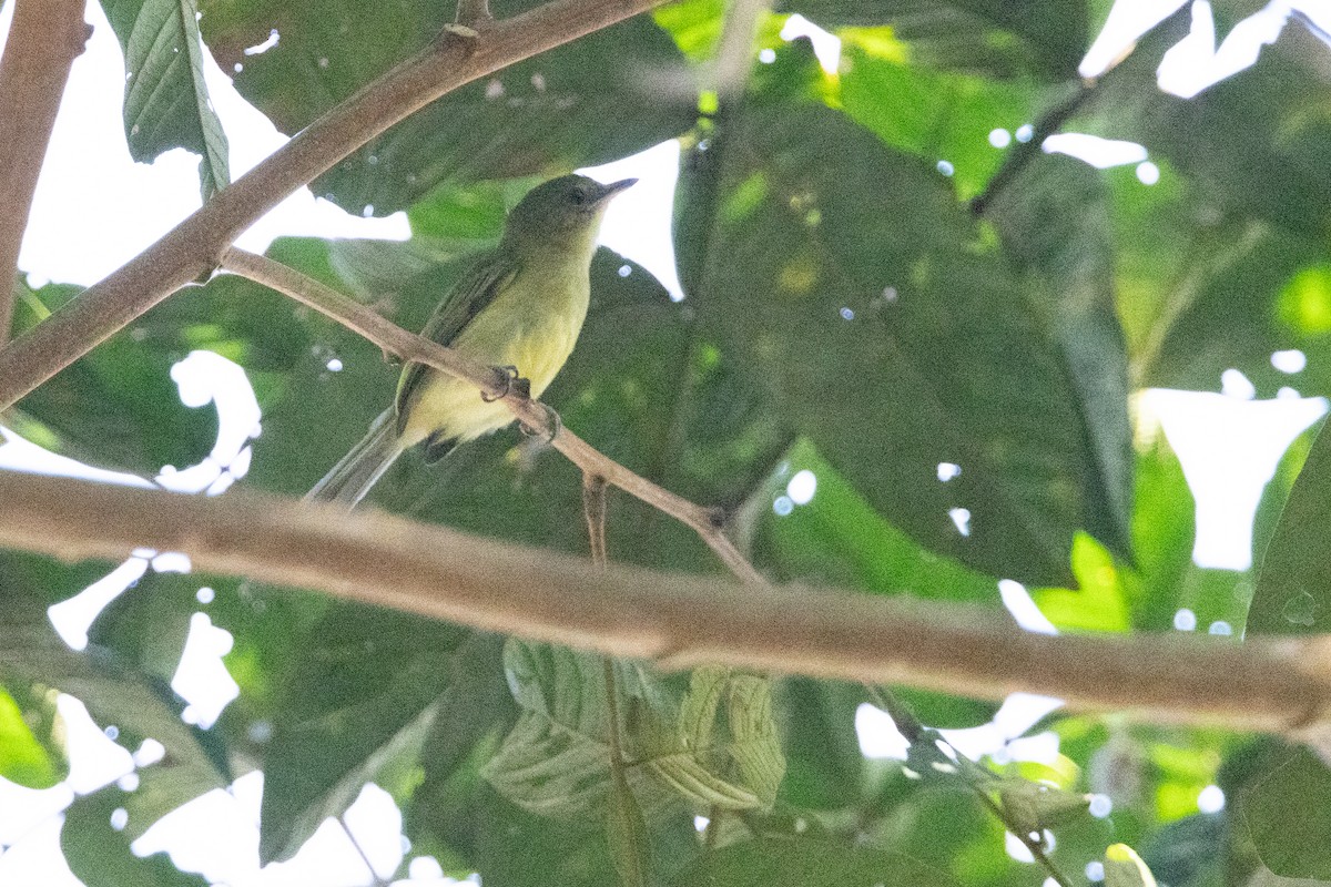 Olive-faced Flatbill - ML623583999