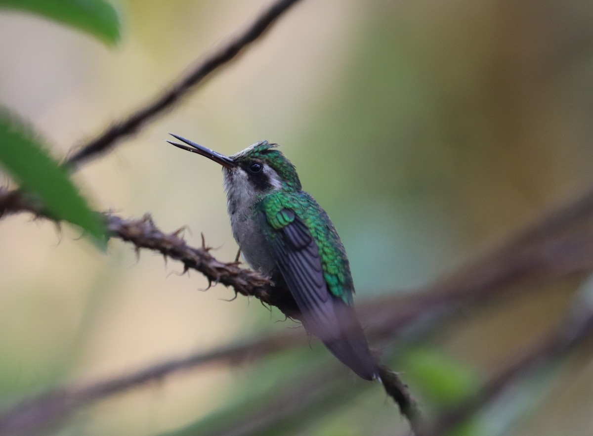 Colibrí Gorjipúrpura - ML623584041