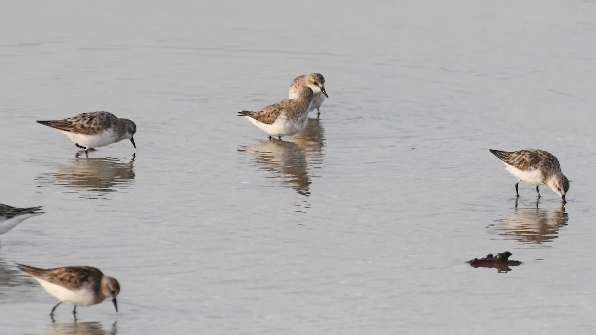 Red-necked Stint - ML623584055