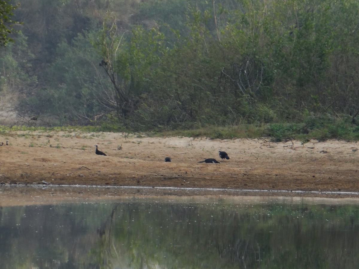 White-throated Piping-Guan - ML623584088