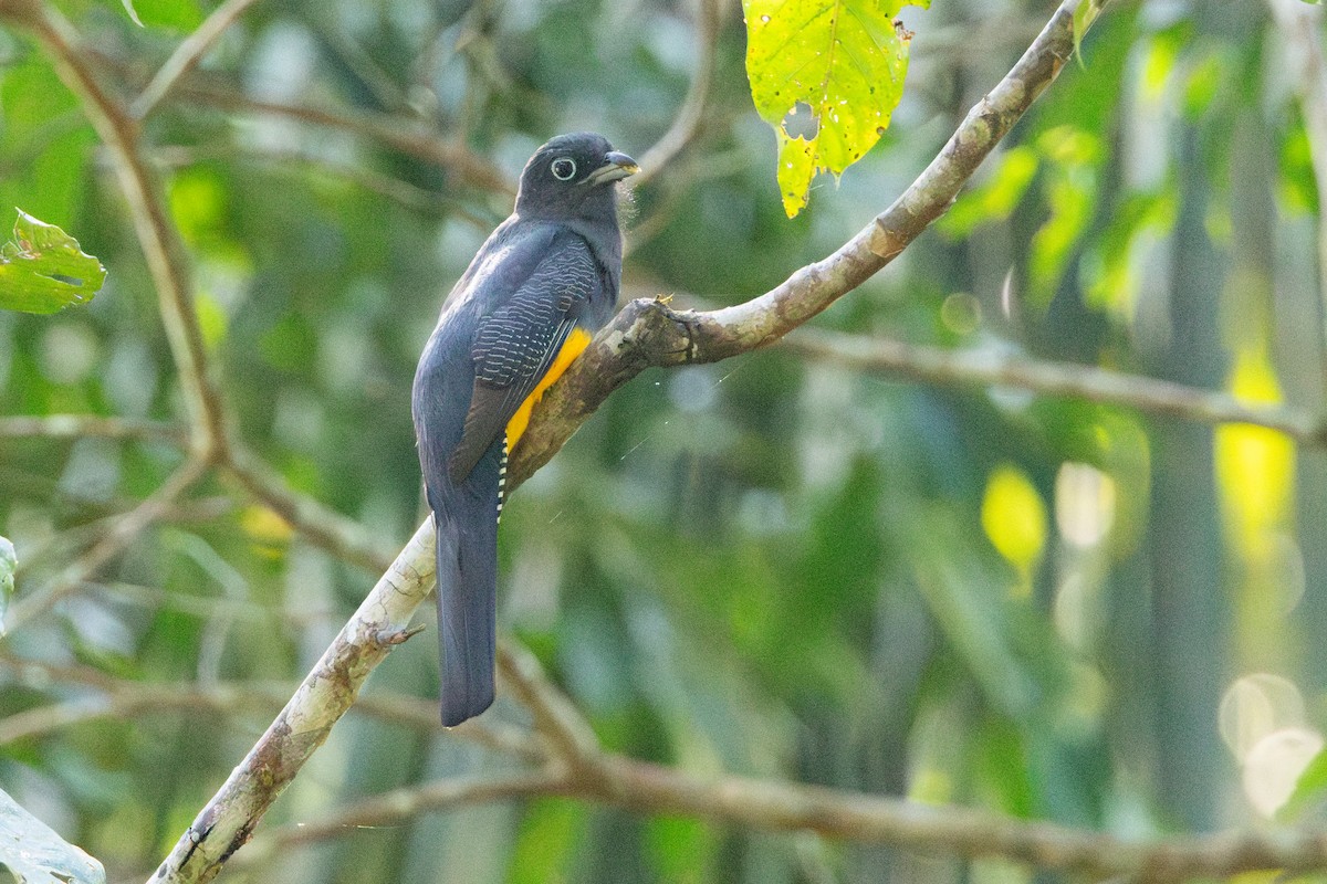 Green-backed Trogon - ML623584110