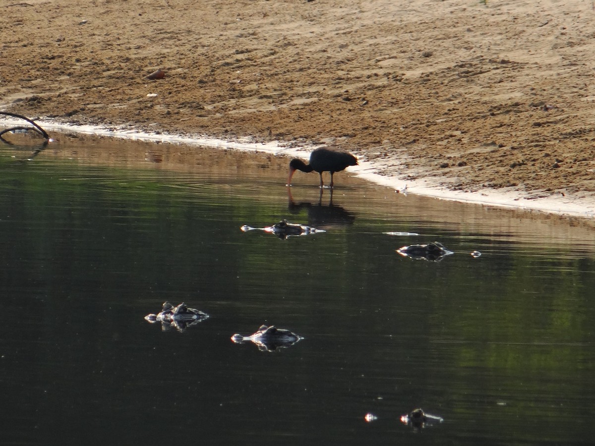 Bare-faced Ibis - ML623584125