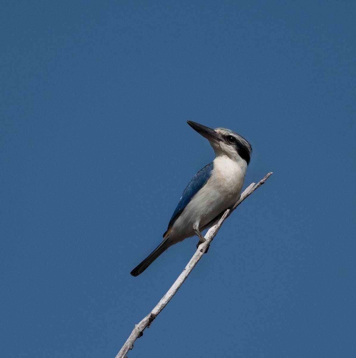 Red-backed Kingfisher - ML623584200