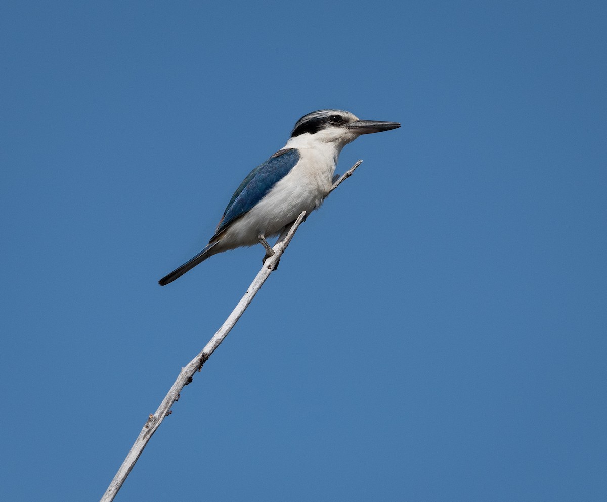 Red-backed Kingfisher - ML623584201