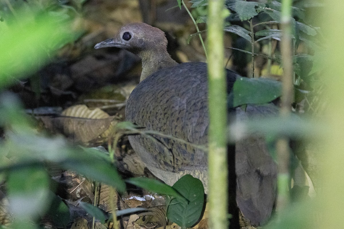 Great Tinamou - ML623584270