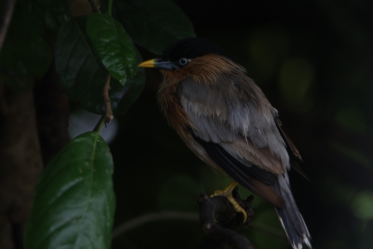 Brahminy Starling - ML623584275