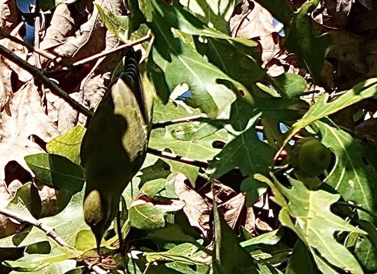 Tennessee Warbler - ML623584276