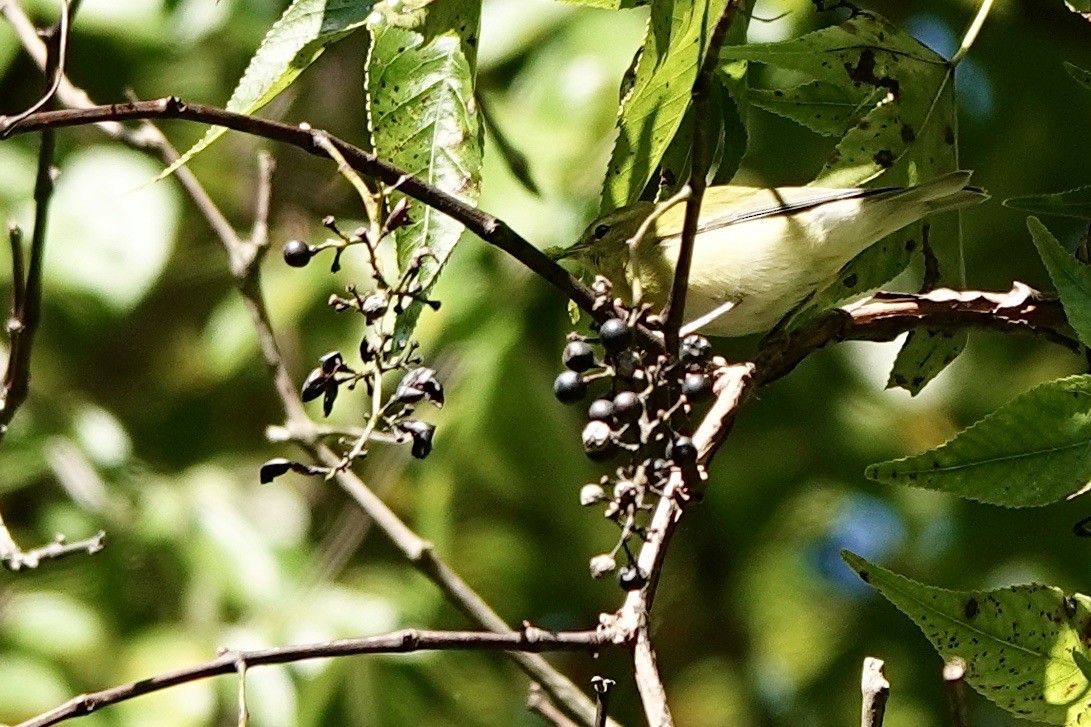 Tennessee Warbler - ML623584278