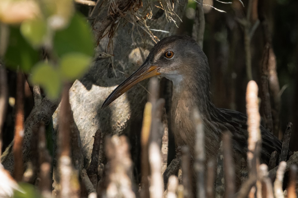 eBird Checklist - 10 Sep 2024 - Everglades NP--Snake Bight Canoe Launch ...