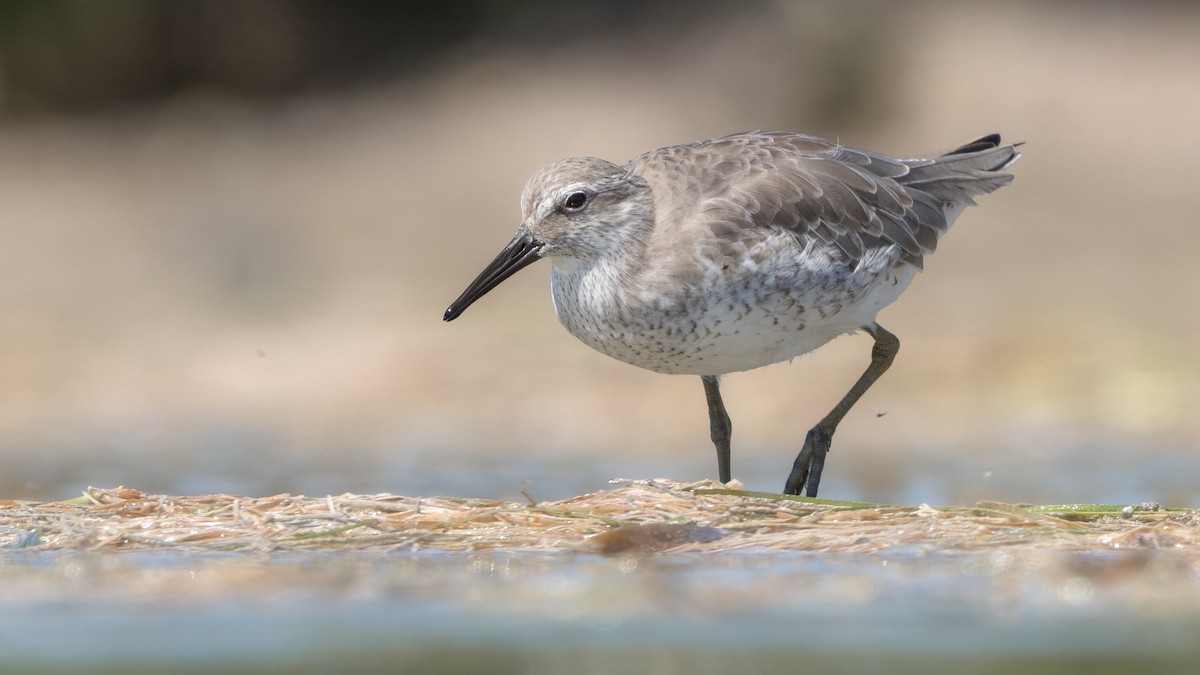 Red Knot - ML623584305