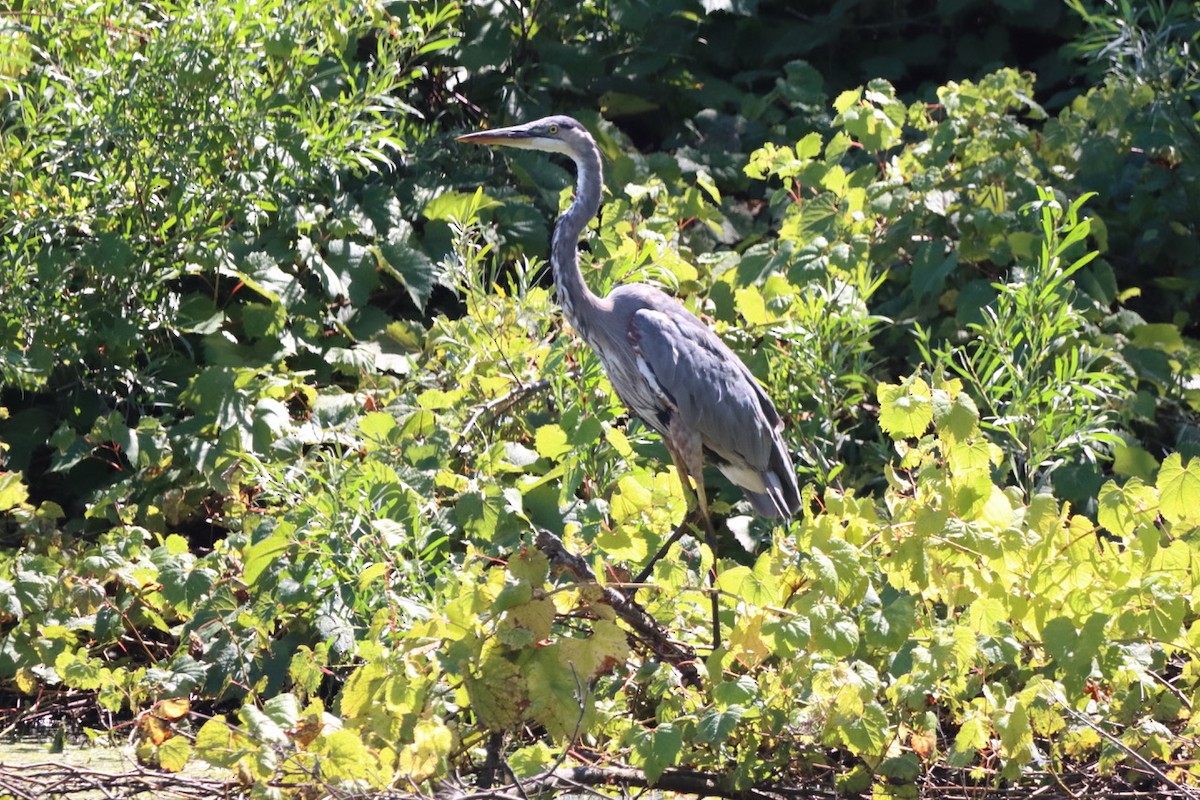 Great Blue Heron - ML623584311