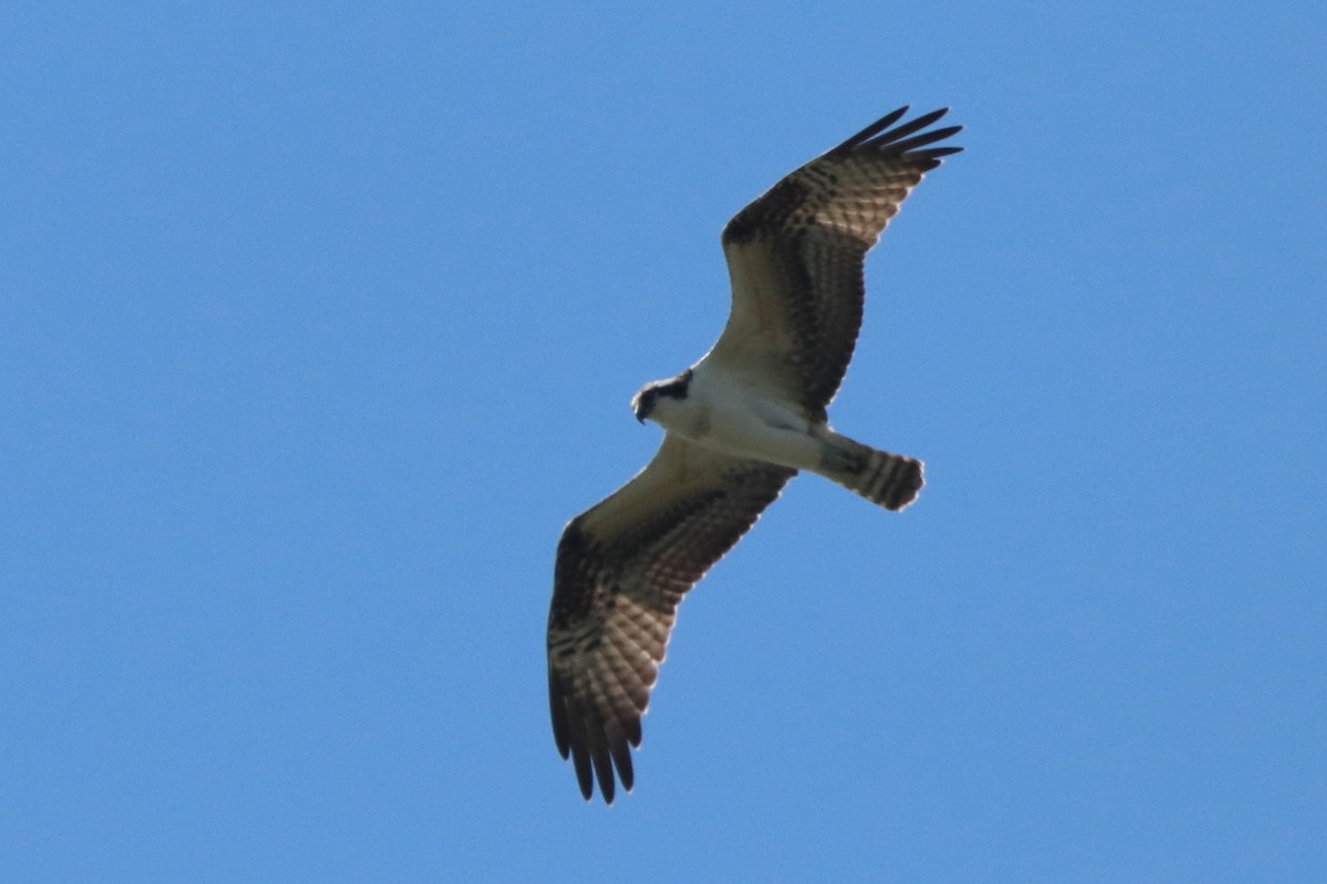 Osprey - ML623584321