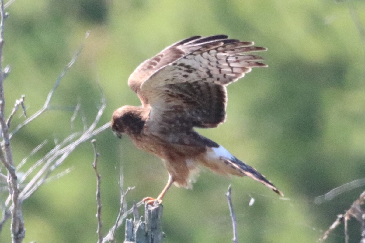 Northern Harrier - ML623584332