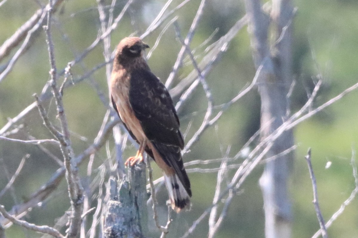 Northern Harrier - ML623584333