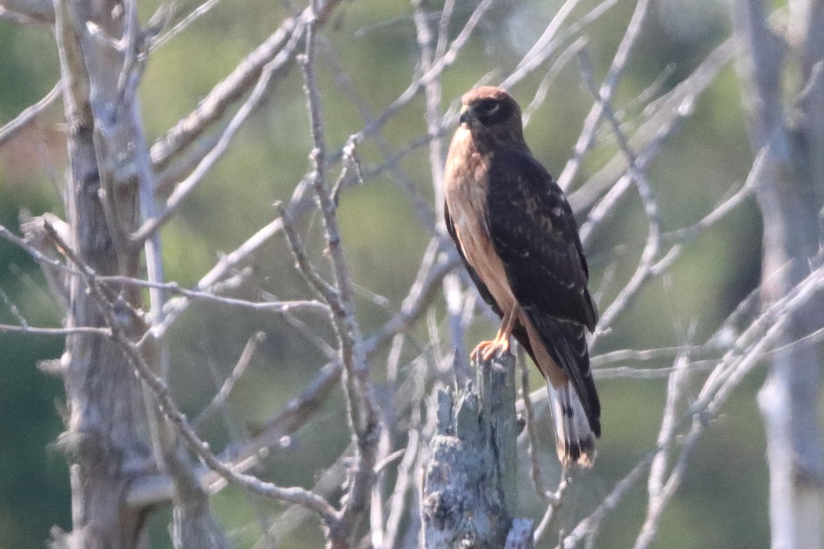 Northern Harrier - ML623584335