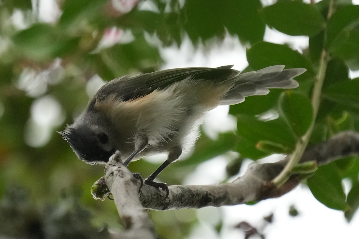 Tufted Titmouse - ML623584344