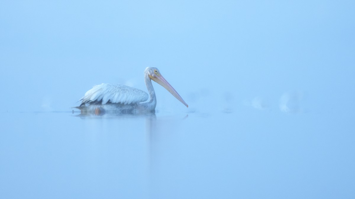 American White Pelican - ML623584364