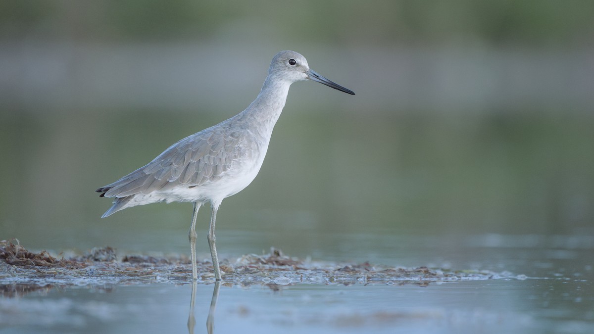 Willet - ML623584369