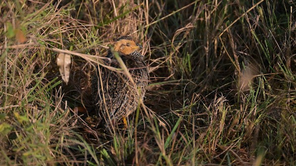 Francolín Coqui - ML623584471